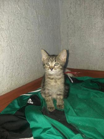 Кошки