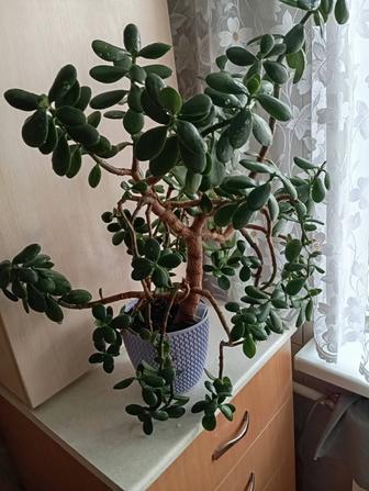 Продам толстянку, бабочки и молочай
