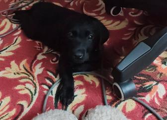 Щенок лабрадора-ретривера