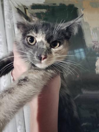 Срочно! Прошу максимальной помощи в пристройстве котят