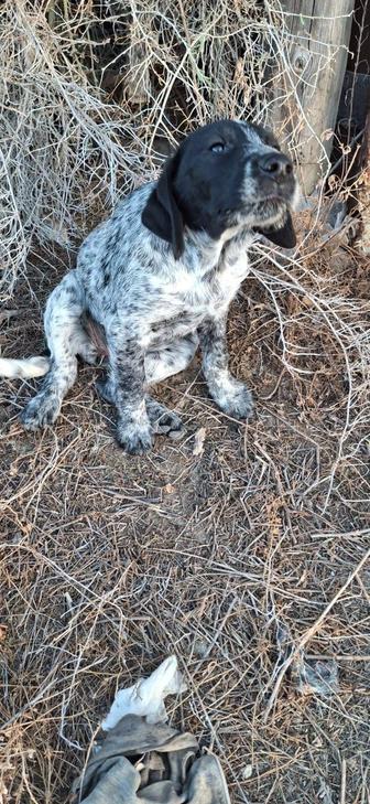 Отдам спаниеля