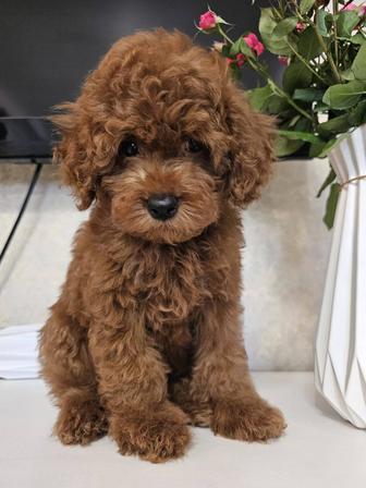 Продам щенка той-пуделя,в окрасе Red Brown