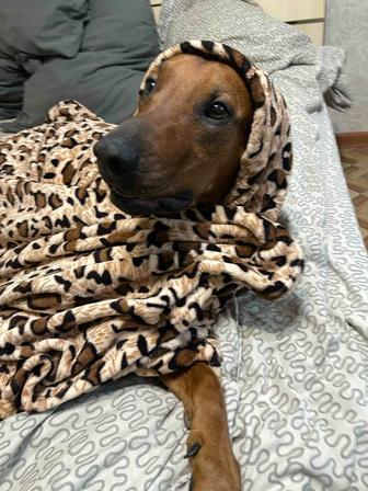 Родезийский риджбек