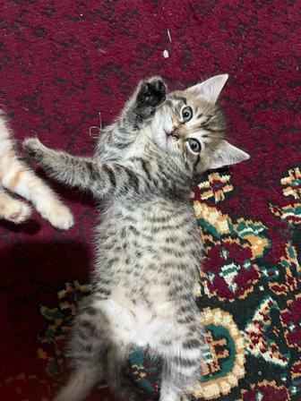 Отдам котят в хорошие руки