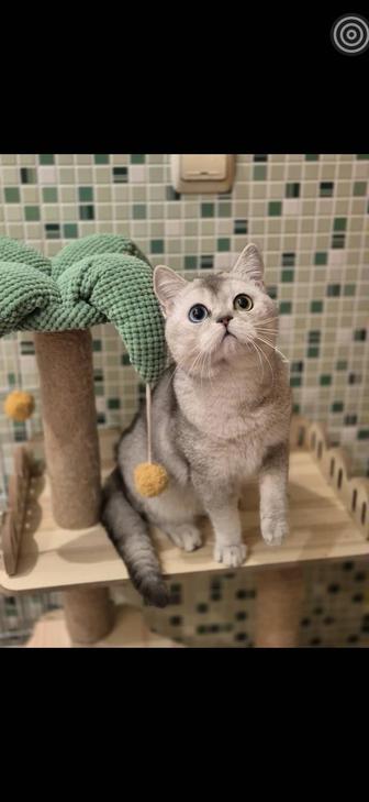 В добрые руки красавец кот