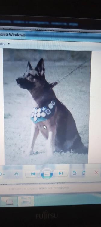 Дрессировка собак любой породы