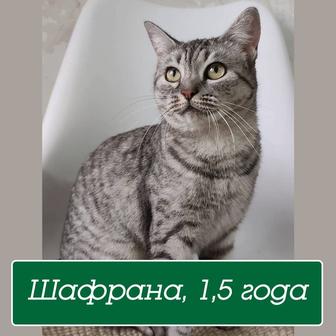 Стерилизованная кошечка Шафрана 1,5 года ищет дом