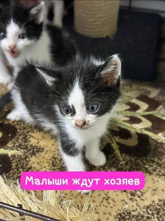 Котенок