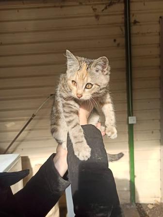 Котенка в добрые руки