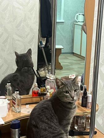 Отдам кота в хорошие руки