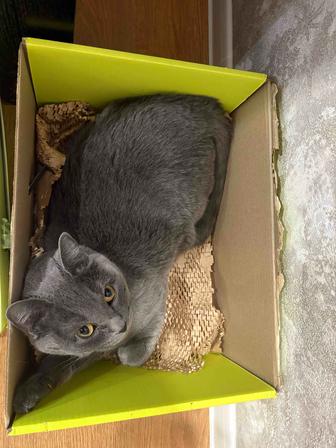 Отдам британскую кошку(кот мальчик) бесплатно