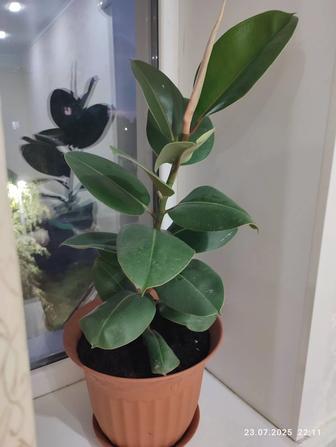 Продам фикус.