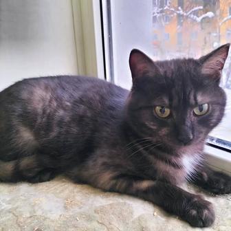 Котик кастрат красавец