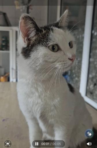 Кошечка мечтает жить дома!