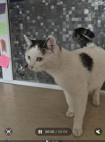 Кошечка мечтает жить дома!