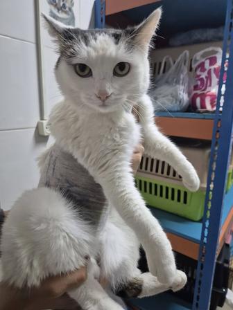 Снежинка срочно ищет доброго человека!