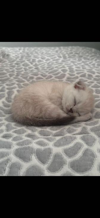 Куплю котенка