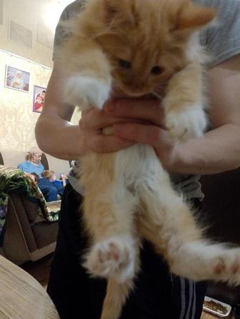 Отдам даром котенка