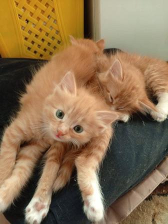 Отдам котят в добрые руки