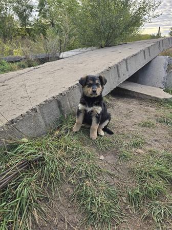 Собаке нужен дом