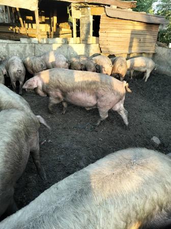 Продам кабана