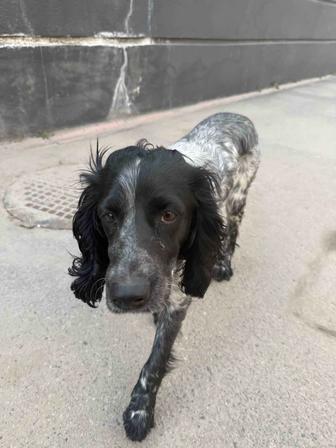 Найдена собака