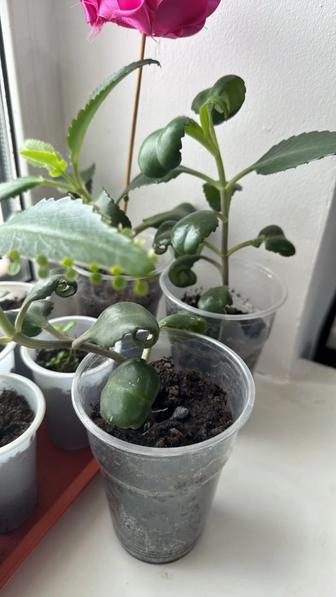 Каланхоэ лечебный