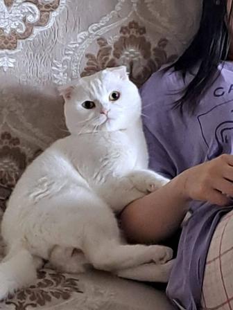 Белоснежный вислоухий котик