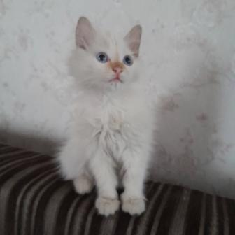 Отдам котенка