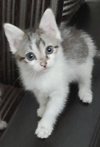 Отдам котенка