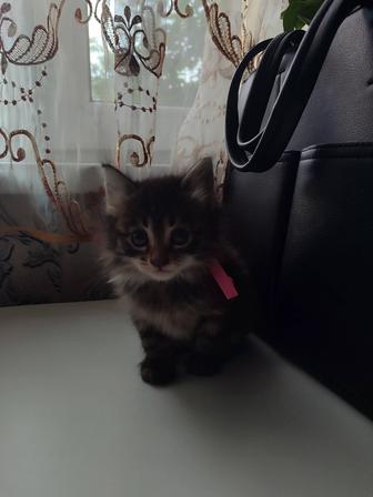 Кошечка