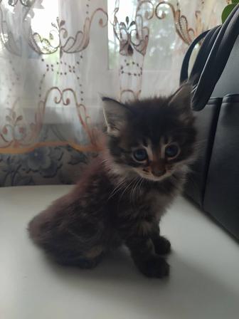 Кошечка