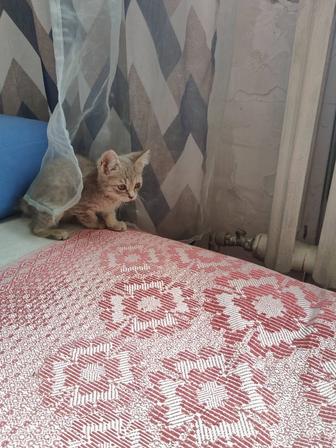 Котенок