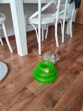 Котенок