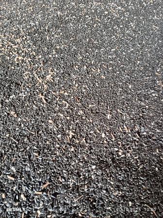 Семечки подсолнечника масличные