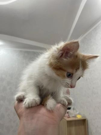 продам породистого кота в хорошие руки