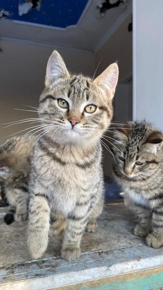 Пристраиваем кошечку