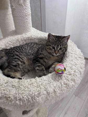 Пристраиваем кошечку