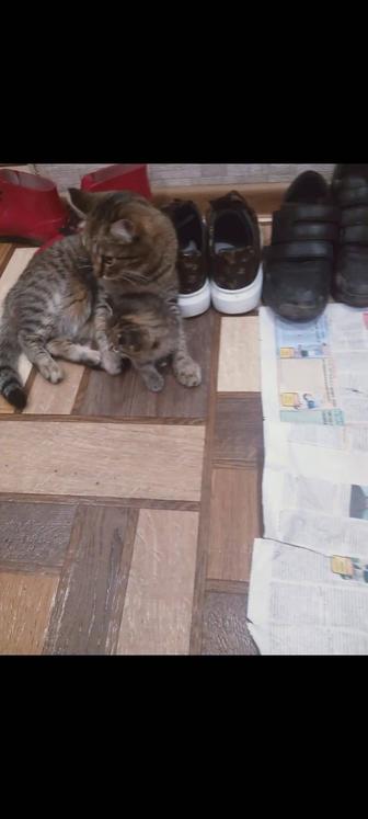 Пропала кошка