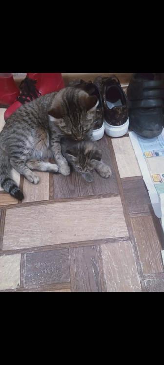 Пропала кошка