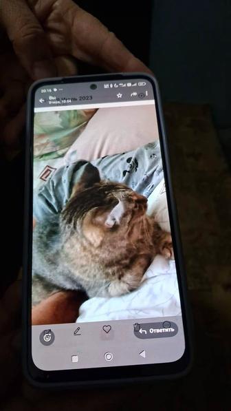 Пропала кошка