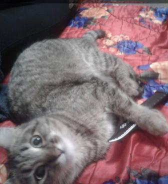 Пропала кошка