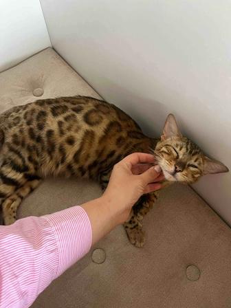 Бенгальская Кошка