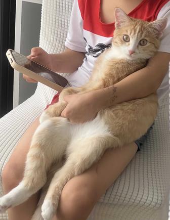 6-7 мес кошка, игривая, добрая, ласковая. Приучена к лотку. Отдам бесплатно