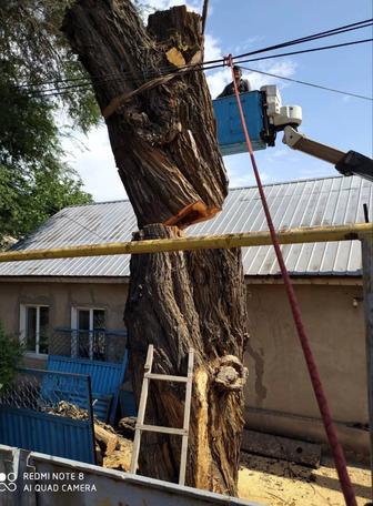 Спил деревьев недорого. Возможно бесплатный спил если толстые стволы карага