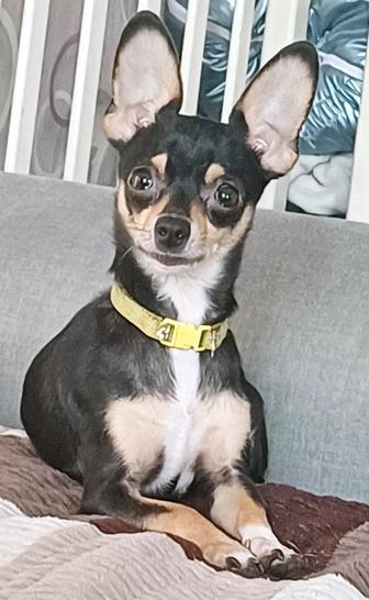 Продам щенков Русский Той