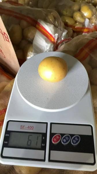 Картофель