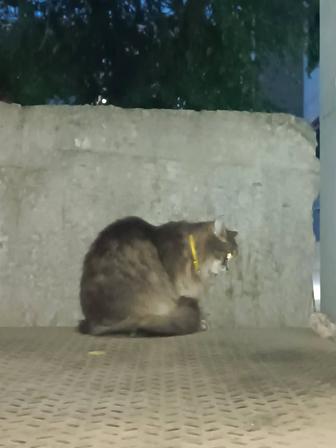 Найдена кошечка с желтым ошейником