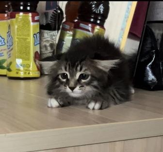Отдам котенка в хорошие руки
