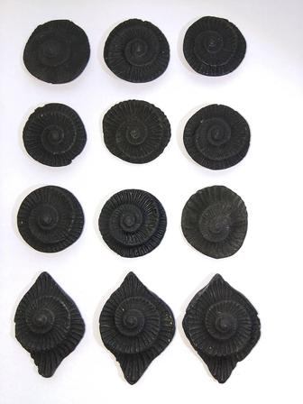 Камни Аммониты гималайские